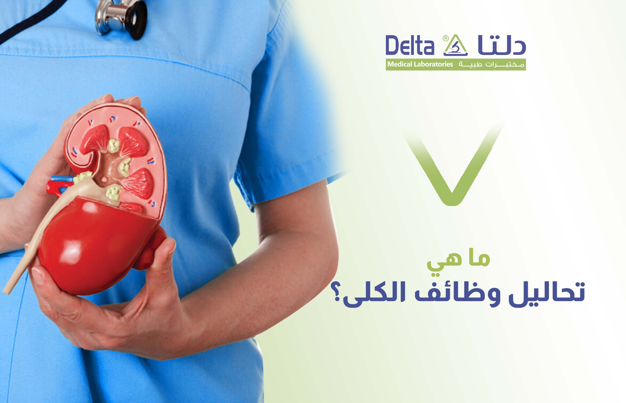 ما هي تحاليل وظائف الكلى